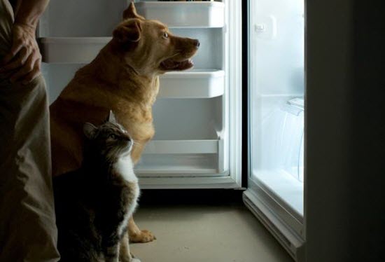 man-dog-and-cat-in-front-of-fridge
